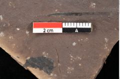 Foto (Detailsansicht) von Quercus palaeoilex Ettingshausen (NHMW-GEO-2024-0188-0767)
